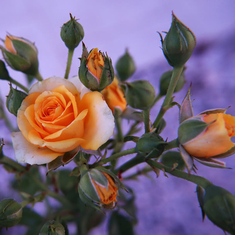 оранжевые кустовые розы
